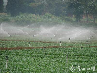 麒麟區去年蔬菜產業完成產值8億元
