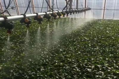 高效噴灌技術 現代農業的節水利器