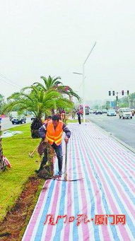 枋鐘路綠化提升及噴灌系統工程本月20日啟動，智能噴灌送清涼